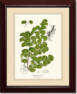 Maidenhair Fern Botanical Wall Art Print-Charting Nature