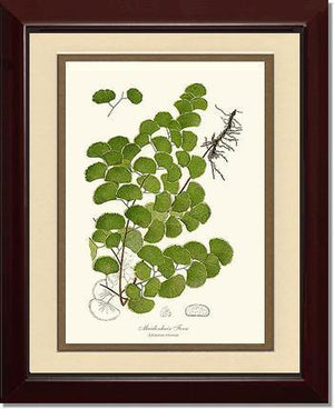 Maidenhair Fern Botanical Wall Art Print-Charting Nature