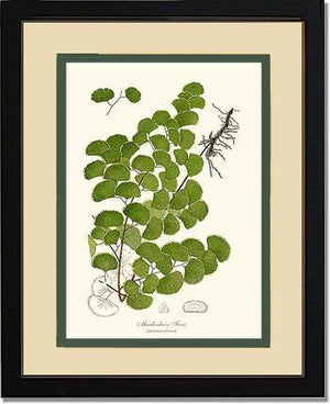 Maidenhair Fern Botanical Wall Art Print-Charting Nature