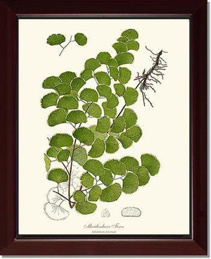 Maidenhair Fern Botanical Wall Art Print-Charting Nature