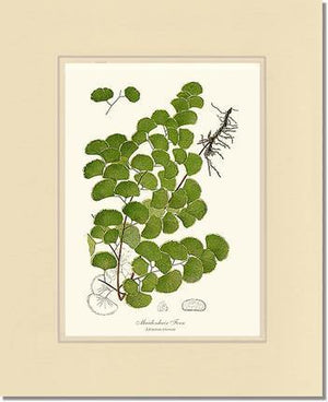 Maidenhair Fern Botanical Wall Art Print-Charting Nature