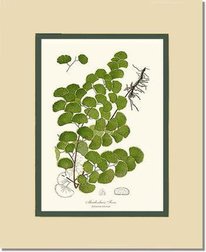 Maidenhair Fern Botanical Wall Art Print-Charting Nature