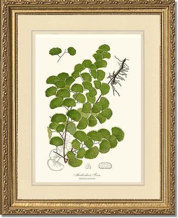 Maidenhair Fern Botanical Wall Art Print-Charting Nature