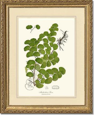 Maidenhair Fern Botanical Wall Art Print-Charting Nature