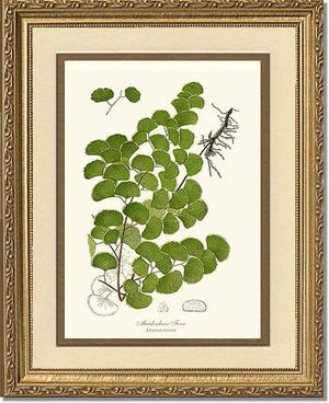 Maidenhair Fern Botanical Wall Art Print-Charting Nature