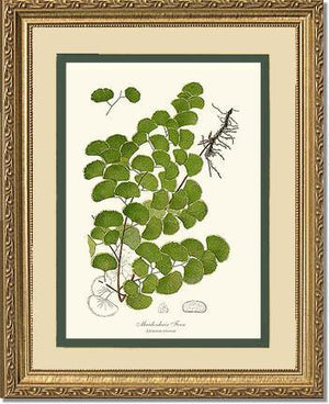 Maidenhair Fern Botanical Wall Art Print-Charting Nature