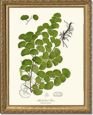 Maidenhair Fern Botanical Wall Art Print-Charting Nature