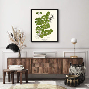 Maidenhair Fern Botanical Wall Art Print-Charting Nature