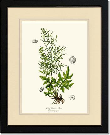 Cliff Brake Fern Botanical Wall Art Print-Charting Nature