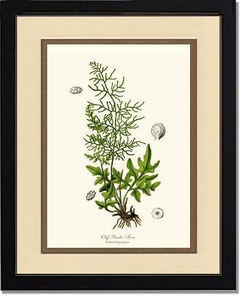 Cliff Brake Fern Botanical Wall Art Print-Charting Nature