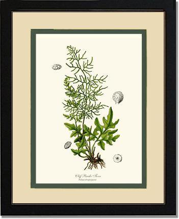 Cliff Brake Fern Botanical Wall Art Print-Charting Nature