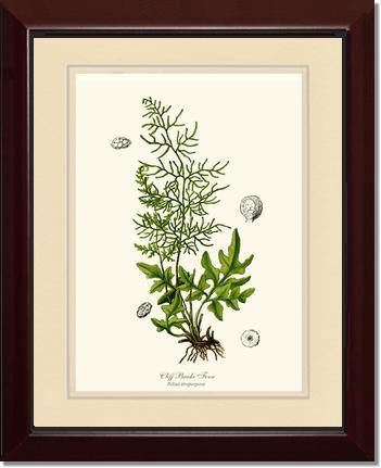 Cliff Brake Fern Botanical Wall Art Print-Charting Nature