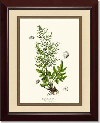 Cliff Brake Fern Botanical Wall Art Print-Charting Nature