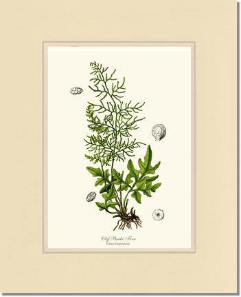 Cliff Brake Fern Botanical Wall Art Print-Charting Nature