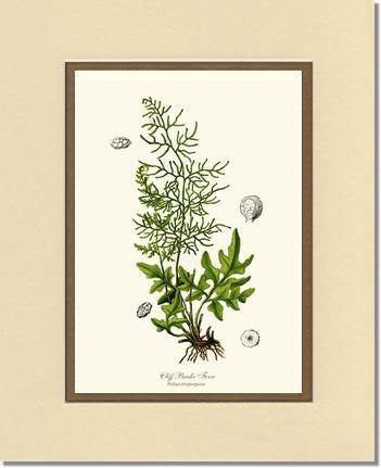 Cliff Brake Fern Botanical Wall Art Print-Charting Nature