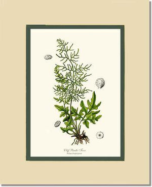 Cliff Brake Fern Botanical Wall Art Print-Charting Nature