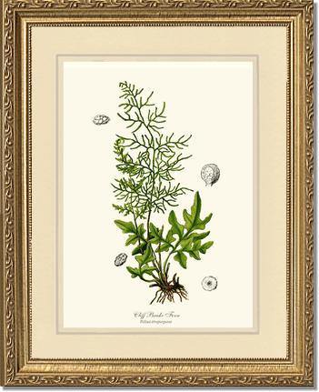 Cliff Brake Fern Botanical Wall Art Print-Charting Nature