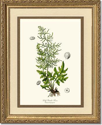 Cliff Brake Fern Botanical Wall Art Print-Charting Nature