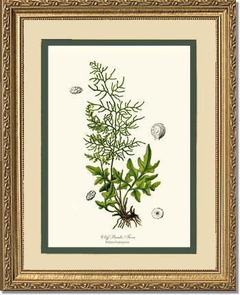 Cliff Brake Fern Botanical Wall Art Print-Charting Nature