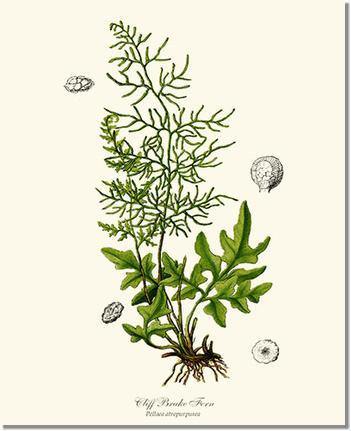 Cliff Brake Fern Botanical Wall Art Print-Charting Nature