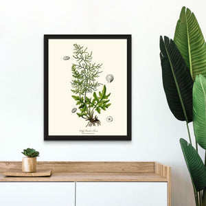 Cliff Brake Fern Botanical Wall Art Print-Charting Nature
