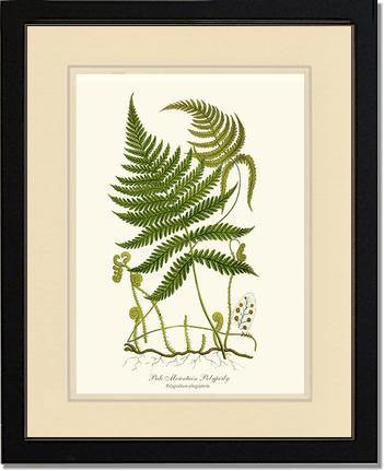 Pale Mountain Polypody Fern Botanical Wall Art Print-Charting Nature