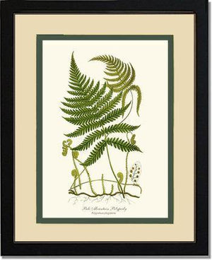 Pale Mountain Polypody Fern Botanical Wall Art Print-Charting Nature