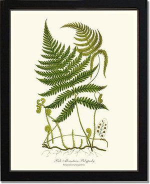 Pale Mountain Polypody Fern Botanical Wall Art Print-Charting Nature