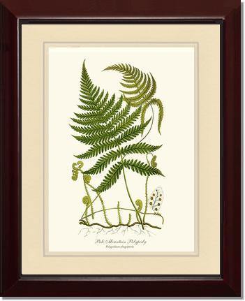 Pale Mountain Polypody Fern Botanical Wall Art Print-Charting Nature
