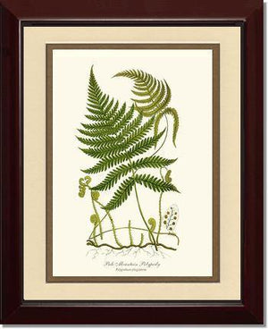 Pale Mountain Polypody Fern Botanical Wall Art Print-Charting Nature