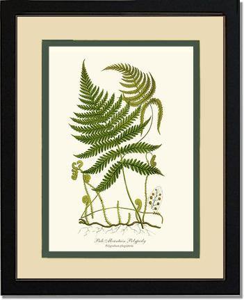 Pale Mountain Polypody Fern Botanical Wall Art Print-Charting Nature