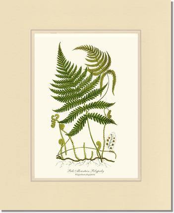 Pale Mountain Polypody Fern Botanical Wall Art Print-Charting Nature