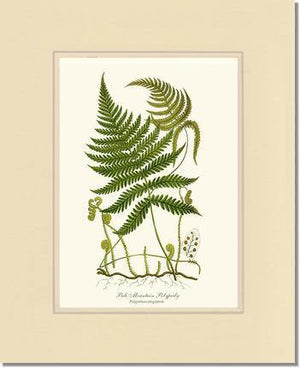 Pale Mountain Polypody Fern Botanical Wall Art Print-Charting Nature