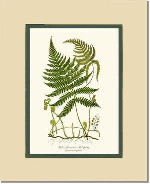 Pale Mountain Polypody Fern Botanical Wall Art Print-Charting Nature