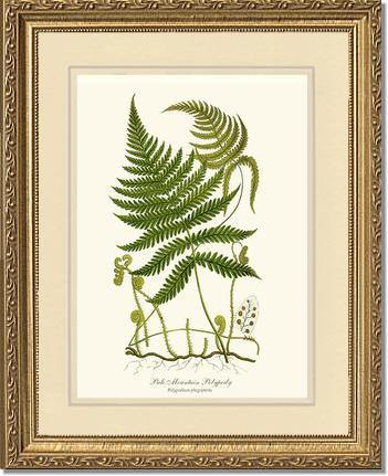 Pale Mountain Polypody Fern Botanical Wall Art Print-Charting Nature