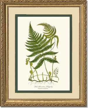 Pale Mountain Polypody Fern Botanical Wall Art Print-Charting Nature