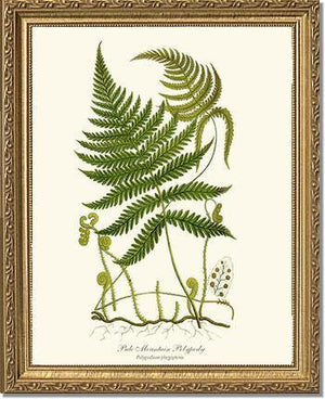 Pale Mountain Polypody Fern Botanical Wall Art Print-Charting Nature