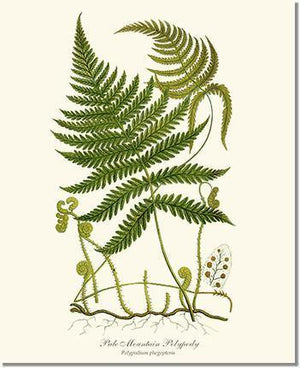 Pale Mountain Polypody Fern Botanical Wall Art Print-Charting Nature