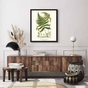 Pale Mountain Polypody Fern Botanical Wall Art Print-Charting Nature