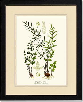 Cliff Brake Ferns Botanical Wall Art Print-Charting Nature