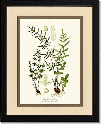 Cliff Brake Ferns Botanical Wall Art Print-Charting Nature