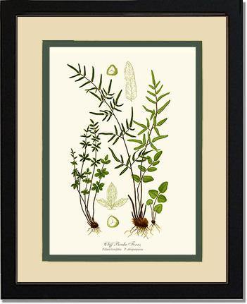 Cliff Brake Ferns Botanical Wall Art Print-Charting Nature