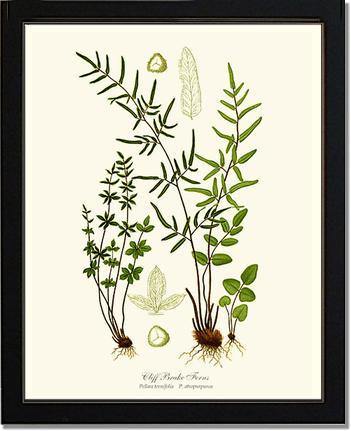 Cliff Brake Ferns Botanical Wall Art Print-Charting Nature