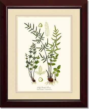 Cliff Brake Ferns Botanical Wall Art Print-Charting Nature