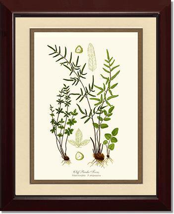 Cliff Brake Ferns Botanical Wall Art Print-Charting Nature