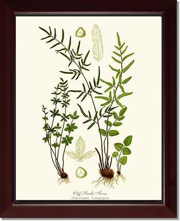 Cliff Brake Ferns Botanical Wall Art Print-Charting Nature