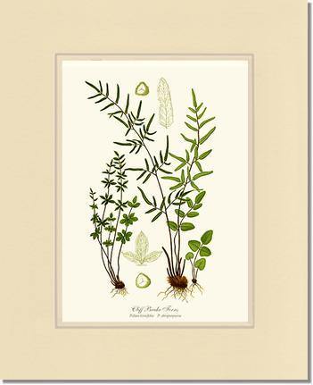 Cliff Brake Ferns Botanical Wall Art Print-Charting Nature