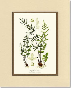 Cliff Brake Ferns Botanical Wall Art Print-Charting Nature