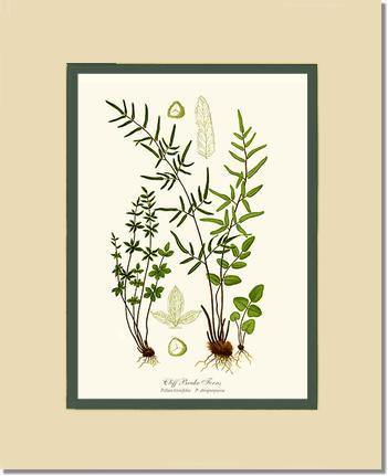 Cliff Brake Ferns Botanical Wall Art Print-Charting Nature