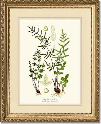 Cliff Brake Ferns Botanical Wall Art Print-Charting Nature